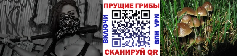 мега рабочий сайт  Ясный  Галлюциногенные грибы Psilocybine cubensis 